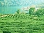 怡轩茶行